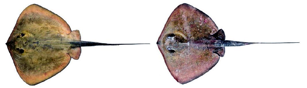 Dasyatis pastinaca_ 0055.jpg